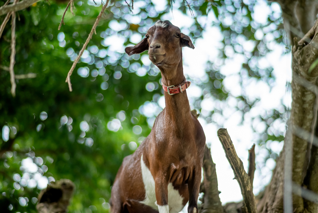 Goat
