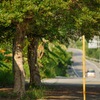 バス停のある風景
