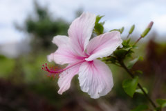 Hibiscus