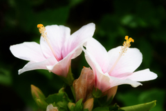 Hibiscus