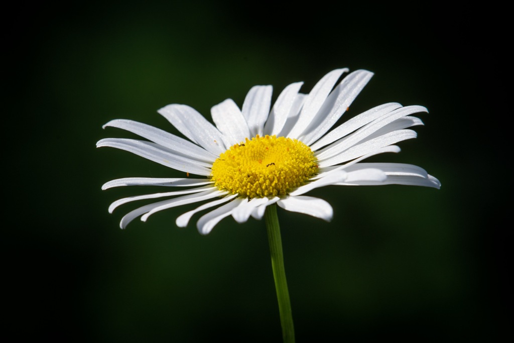 雛菊