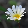 White flower