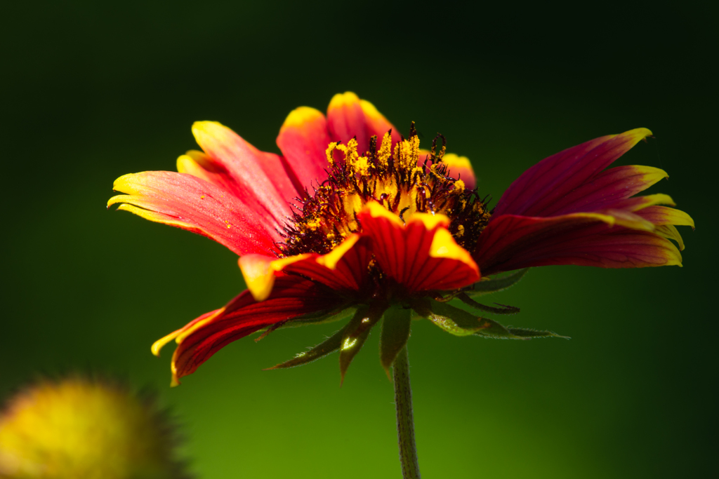 Indian blanket