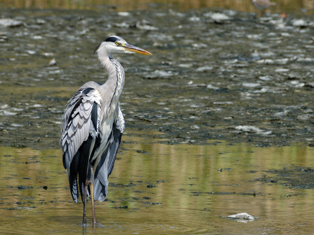 Gray Heron