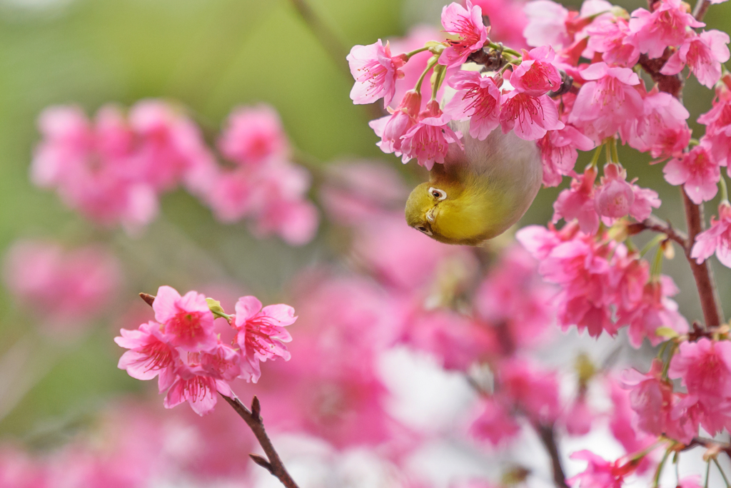 桜とメジロで春を見る