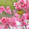 桜とメジロで春を見る