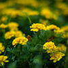 flower and bokeh