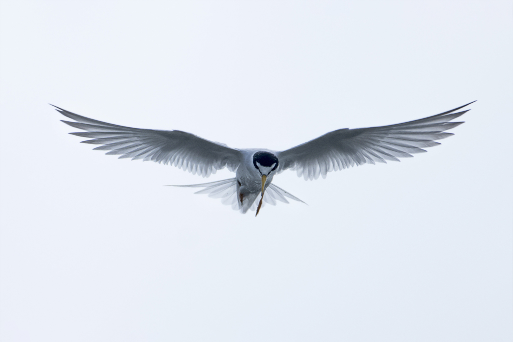 Little Tern