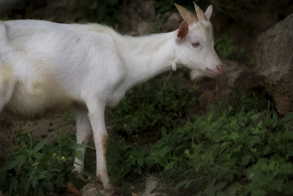 Goat