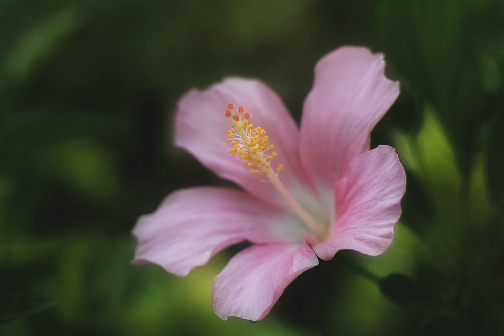 Hibiscus