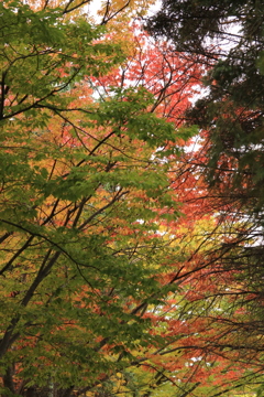 北海道札幌市の紅葉