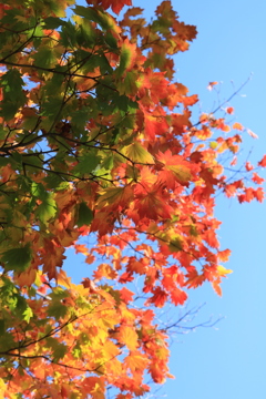 紅葉、始まった!!!