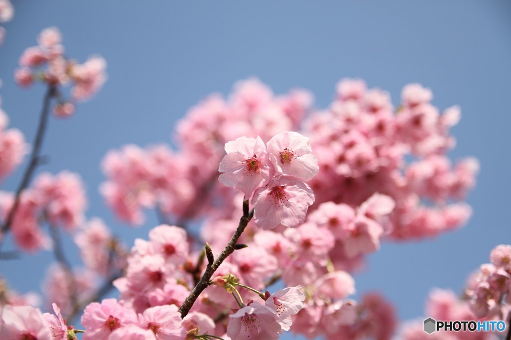 桜 3