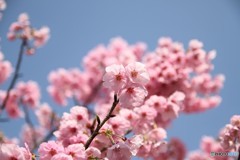 桜 3