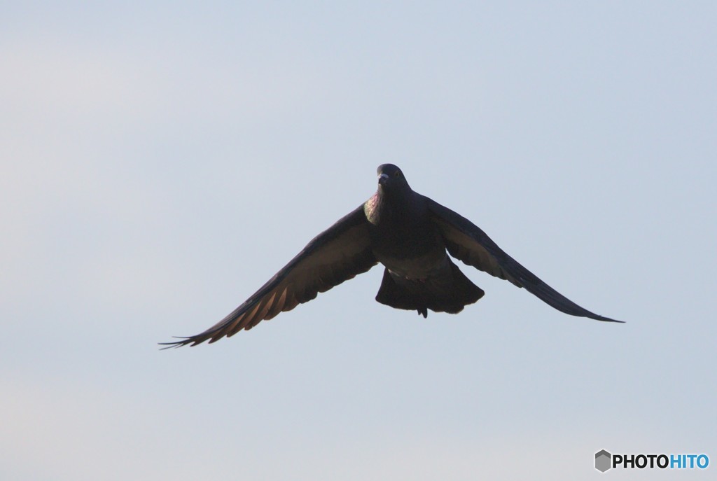 鳩さんの飛翔
