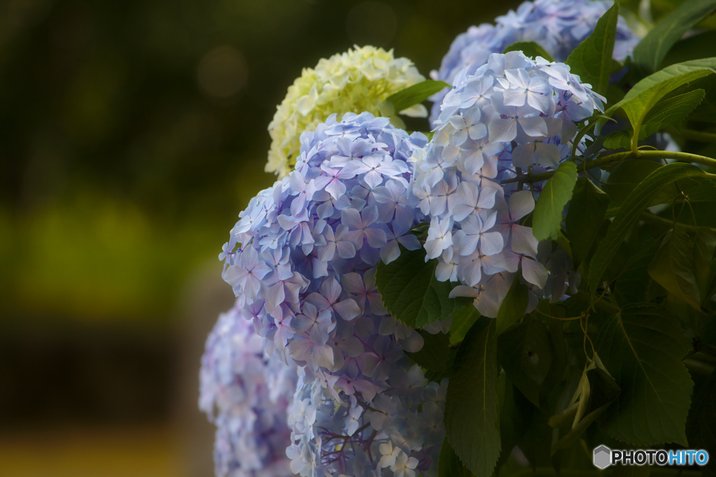 アジサイ紫陽花