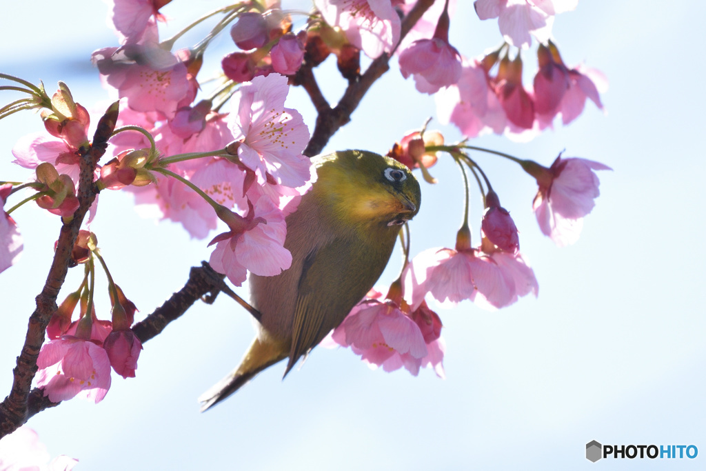 桜メジロさん