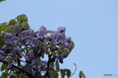 藤の花 1