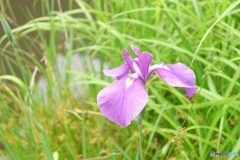 紫の花