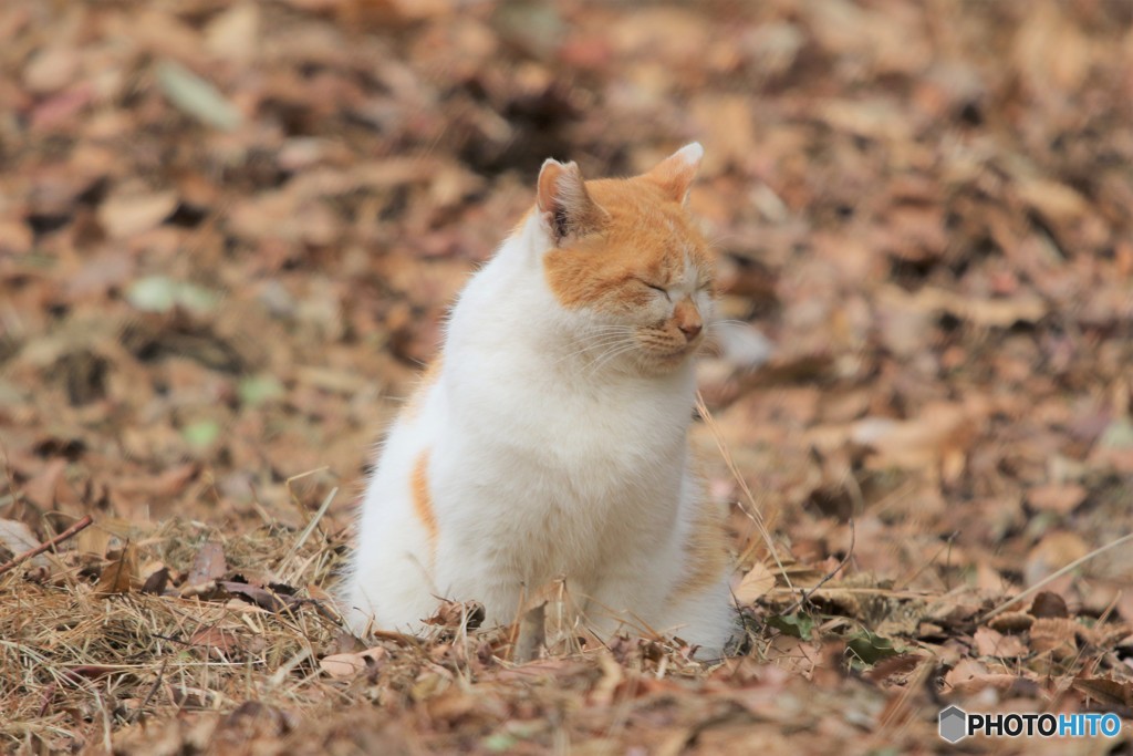 眠そうな猫さん 1