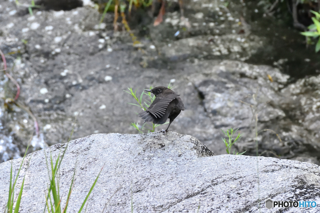 カワガラスさん