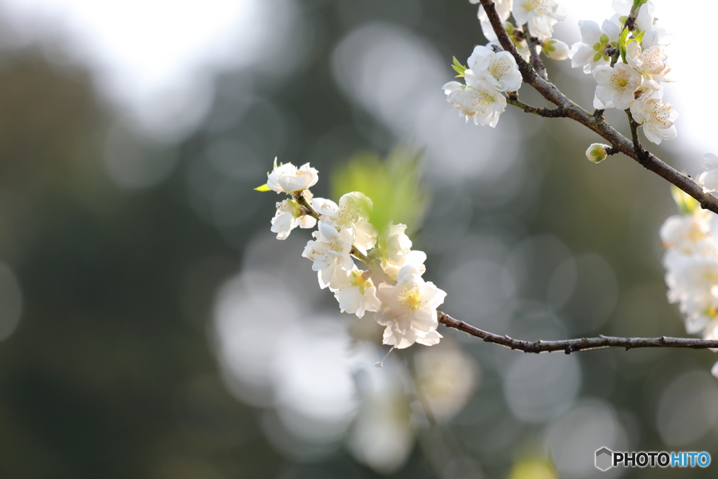 桃の花