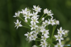 白い花