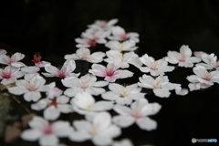 水面に浮かぶ桜
