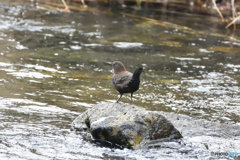 カワガラスさん