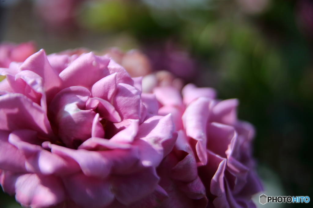 薔薇の花