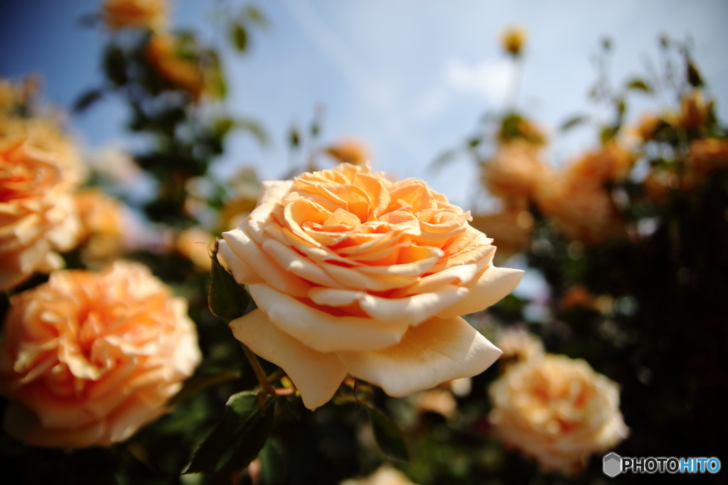 橙色の薔薇