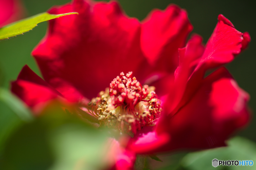 赤色の花