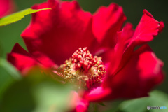 赤色の花