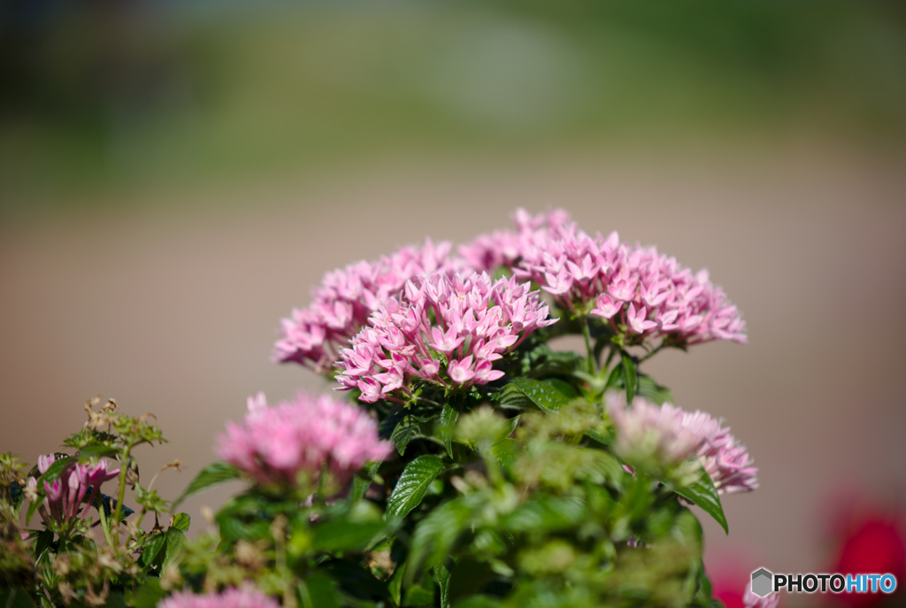 ペンタスの花