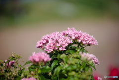 ペンタスの花