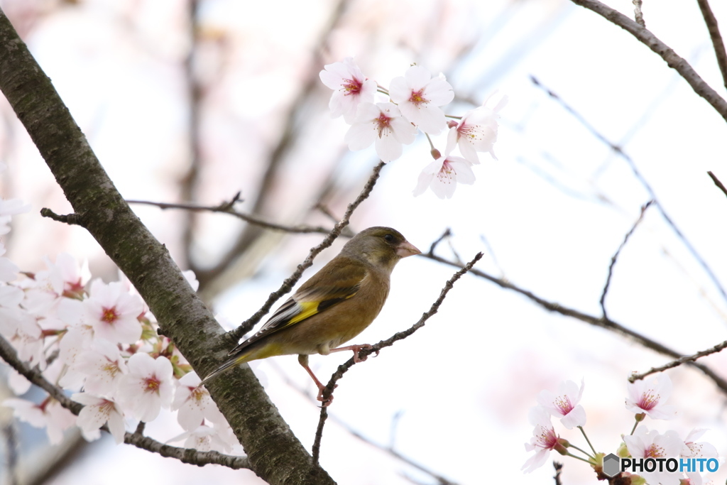 桜とカワラヒワ 4