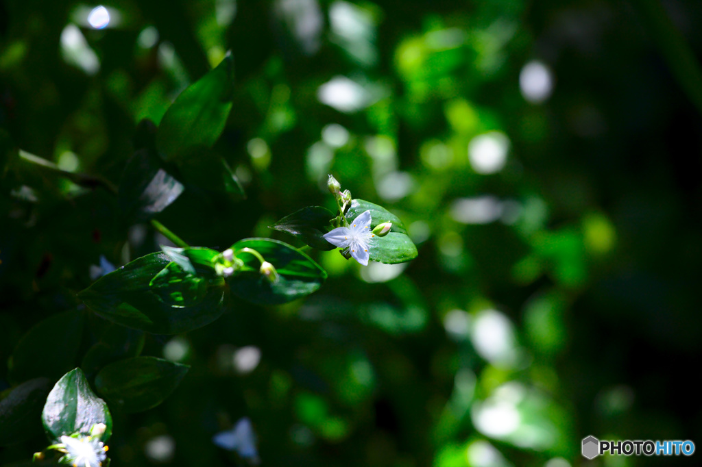 白い花と緑の葉