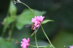 花とアブ