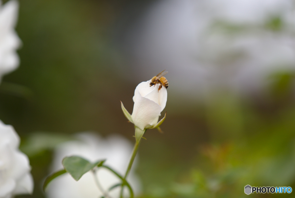 薔薇と蜂さん