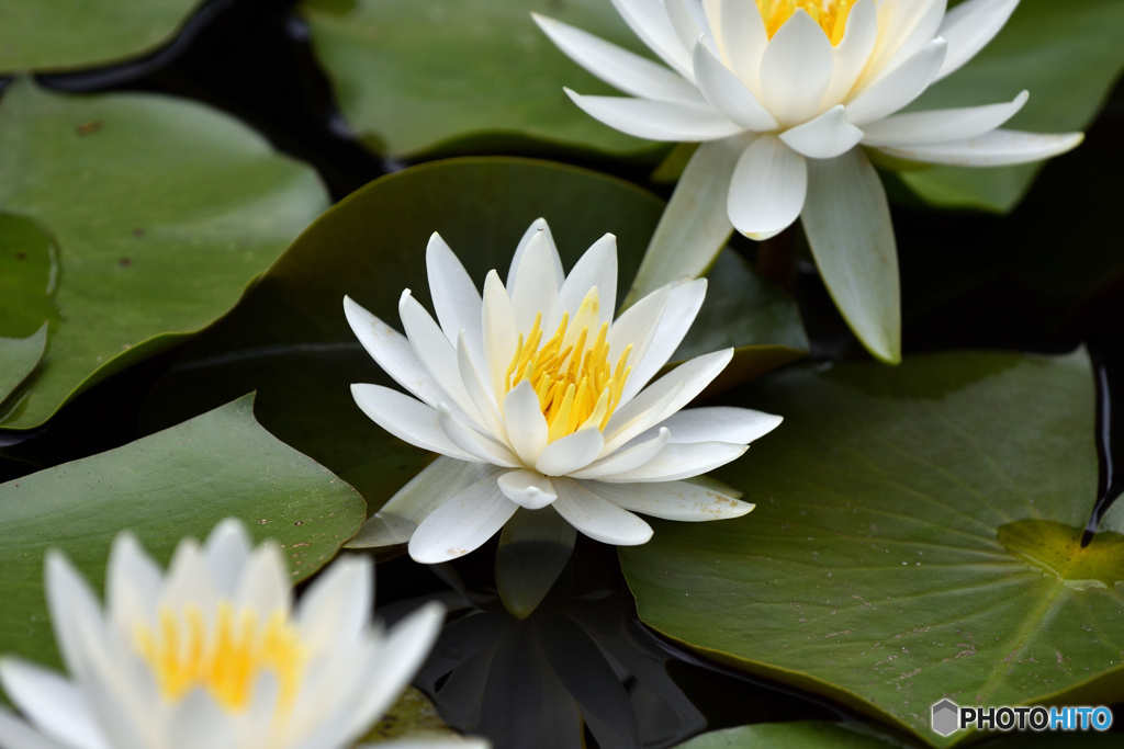 睡蓮花