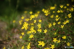 黄色い小花