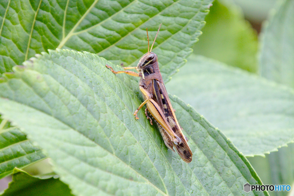 トノサマバッタさん