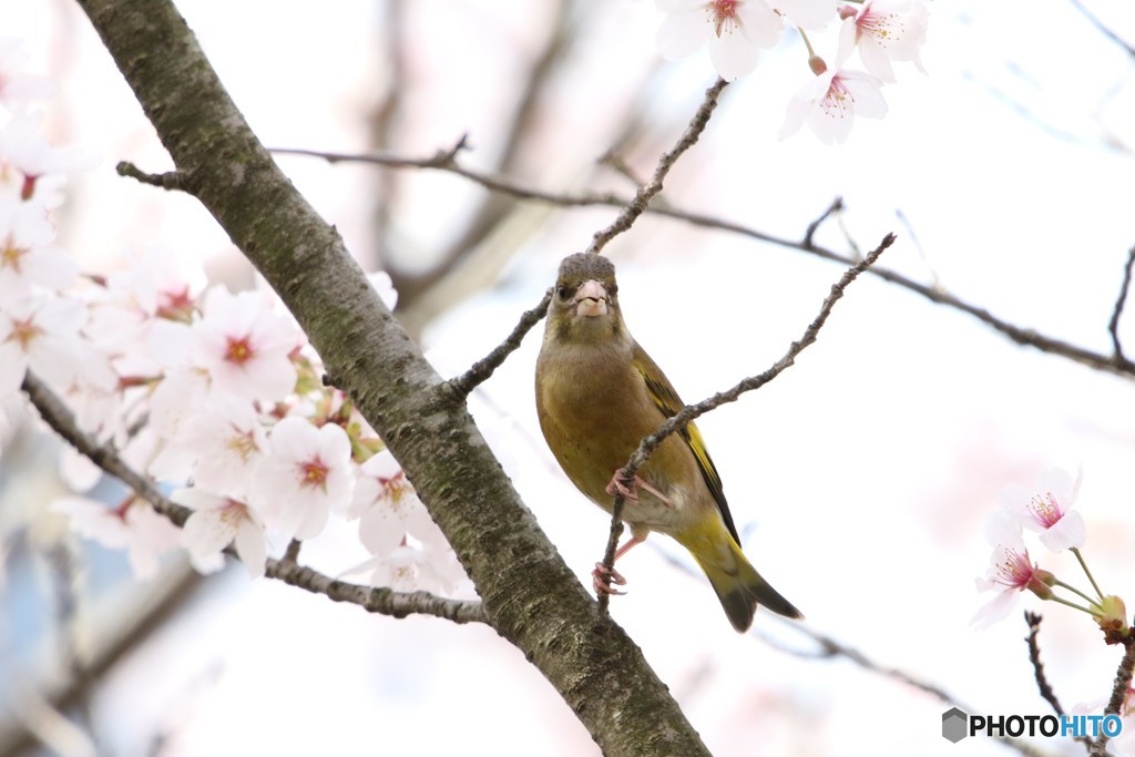 桜とカワラヒワ 3