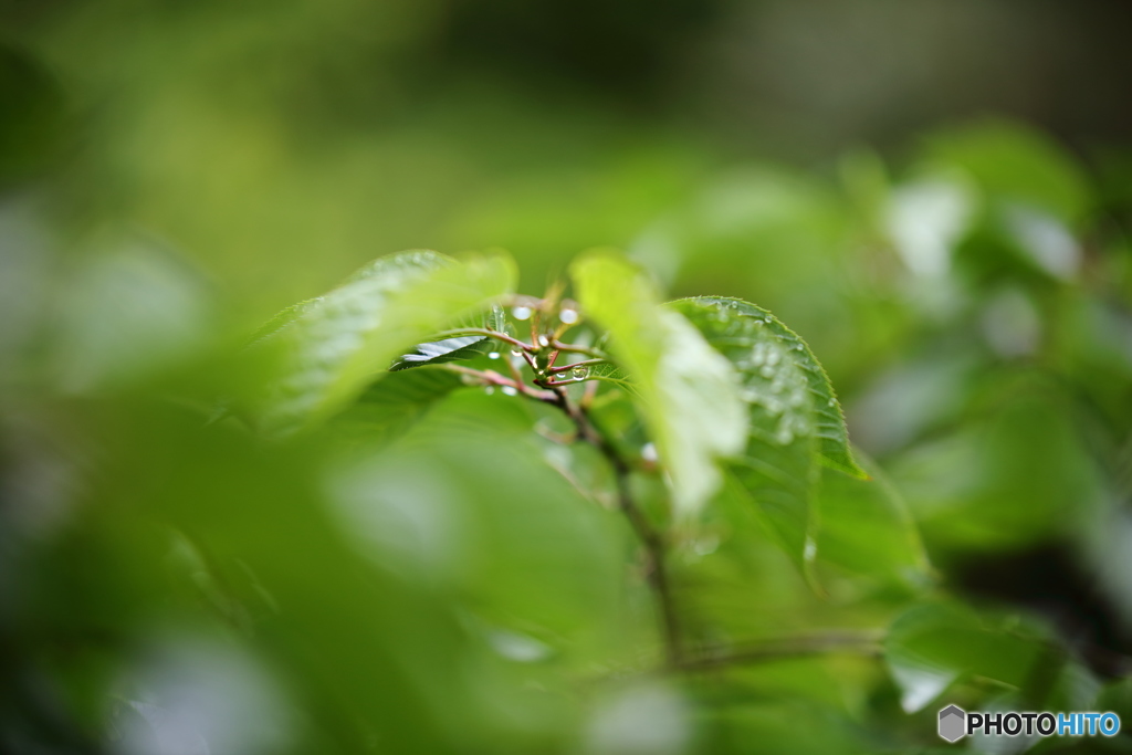 葉の雫