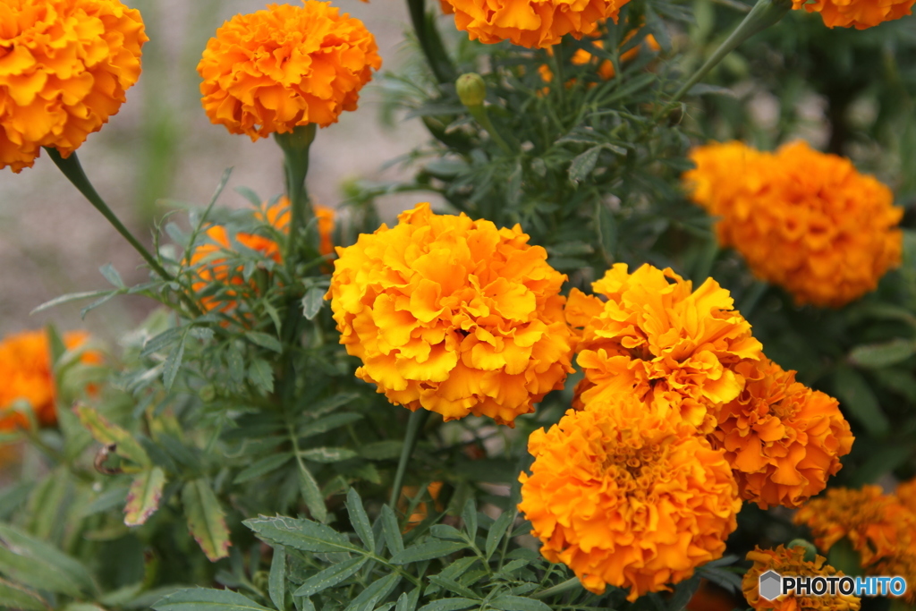 花