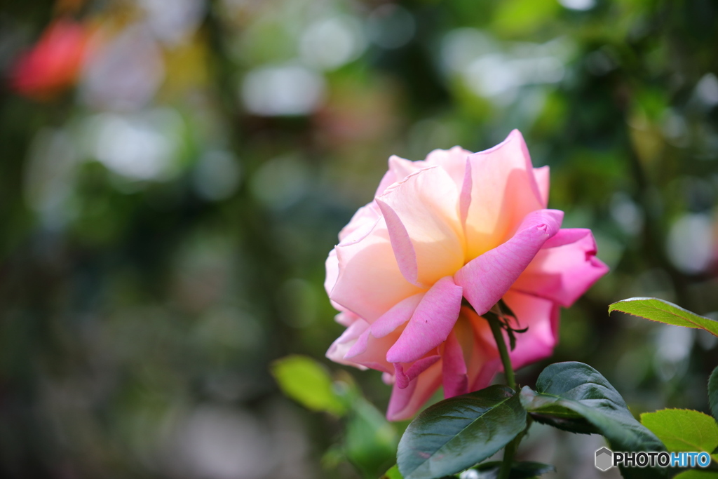 薔薇の花