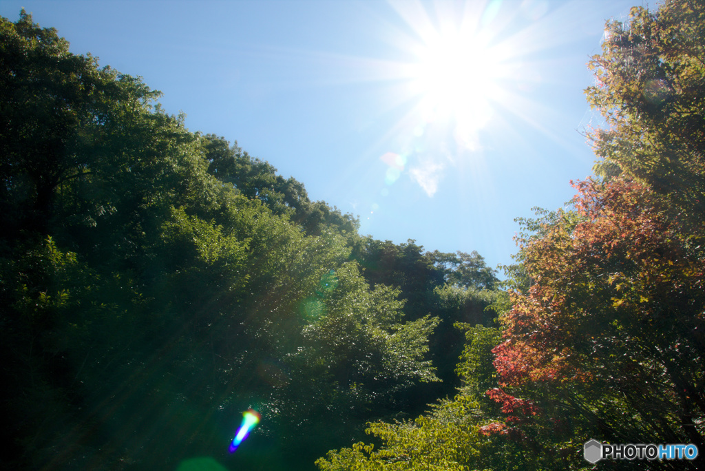 眩しい太陽