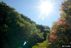 眩しい太陽