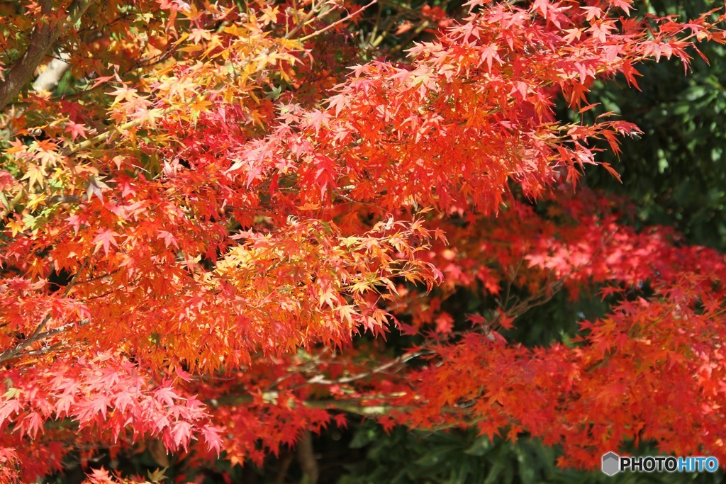 紅葉 3