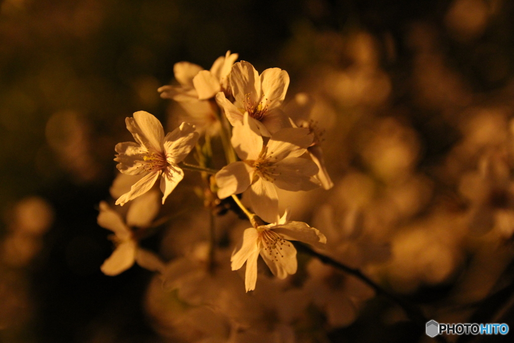 夜の桜 4
